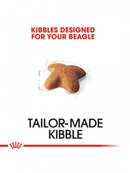 BHN BEAGLE ADULT 3K_web36